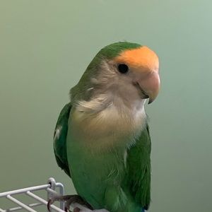 Meet your Posher, Heidi